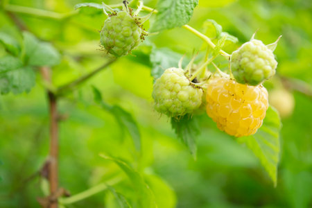 Yellow raspberries on a bush. Yellow raspberries ripened among the greenery of the bush. Summer...
