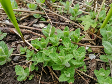 Mint pecked in the oglorod - the first. spring sprouts.Young peppermint sprouts. sprouts of lemon balm appeared in the garden.の写真素材