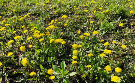 Dandelion field. A field of yellow dandelions. Lots of yellow flowers in the spring in the meadow.の写真素材