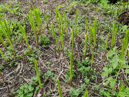 The sprouts of lilies of the valley pecked in the spring. Stalks of lilies of the valley emerge from the ground. The first sprouts of lilies of the valley.の写真素材