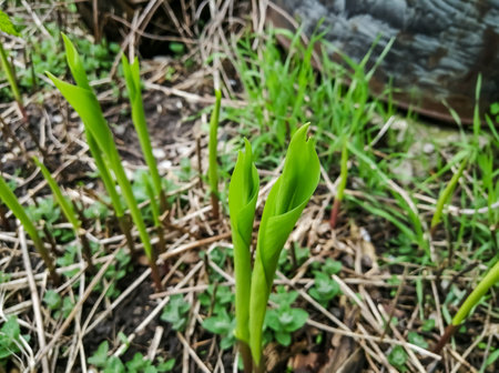 Stalks of lilies of the valley emerge from the ground. The sprouts of lilies of the valley pecked in the spring. The first sprouts of lilies of the valley.の写真素材
