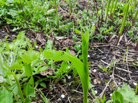 Stalks of lilies of the valley emerge from the ground. The sprouts of lilies of the valley pecked in the spring. The first sprouts of lilies of the valley.の写真素材