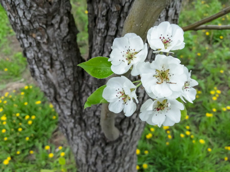 White flowers bloomed on the fruit tree. Pear blossoms in spring. Vertical foto. The first flowers on the pear. A bunch of flowers on a tree.の写真素材
