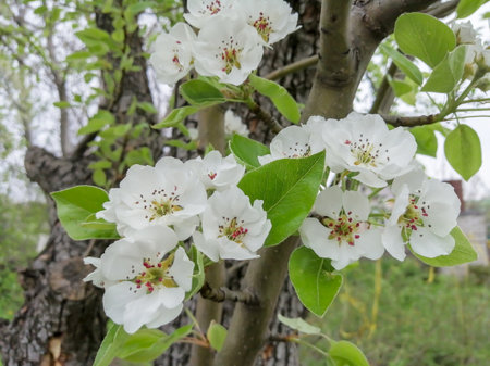 White flowers bloomed on the fruit tree. Pear blossoms in spring. Vertical foto. The first flowers on the pear. A bunch of flowers on a tree.の写真素材