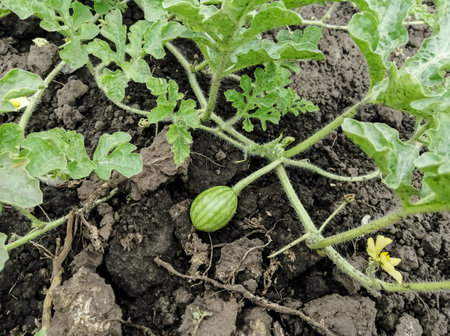 Small watermelons in the garden. Watermelon whip with fruits on the ground. Small fruits of watermelons grow on the bush.の写真素材