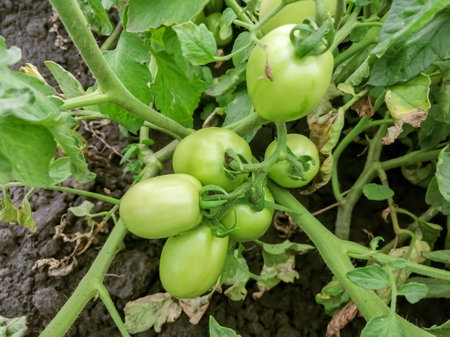 Green tomatoes on the bush. cultivation of tomatoes in the garden. The green fruits of the tomatoes are ripening. tomato bush.の写真素材