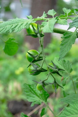 Green cherry tomatoes on a bush. Growing cherry blossoms in the garden. Cherry tomatoes ripen on a branch.の写真素材