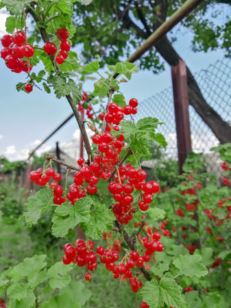 Harvest of red currants. Red currant berries hang on the bush. Ripe currants are red. harvesting. Summer berries.の写真素材