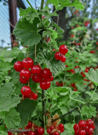 Harvest of red currants. Red currant berries hang on the bush. Ripe currants are red. Summer berries.の写真素材