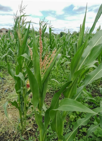Corn bushes. Cornfield. Green corn under an overcast sky. A lot of corn ripens in the field.の写真素材