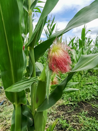 Ripe corn in the field. Corn on a plant in husks. Corn with a red chub on the plant.の写真素材