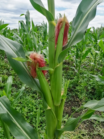 Corn with a red chub on the plant. Corn on a plant in husks. Ripe corn in the field.の写真素材