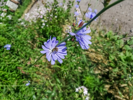 Blue flower on a green flower bed. Purple flowers with a blue tint on the background of greenery. One purple bud.の写真素材