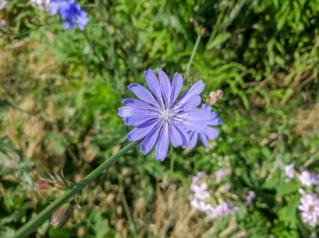 Blue flower on a green flower bed. One purple bud. Purple flowers with a blue tint on the background of greenery.の写真素材