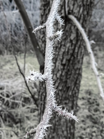 winter covered the branch with frost. Beautiful frost on the branch. beautiful winter. The first, winter frosts. cold winter.の写真素材
