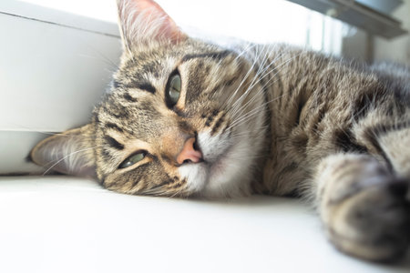 The cat sleeps on the window. sleeping cat. The striped cat is asleep.の写真素材