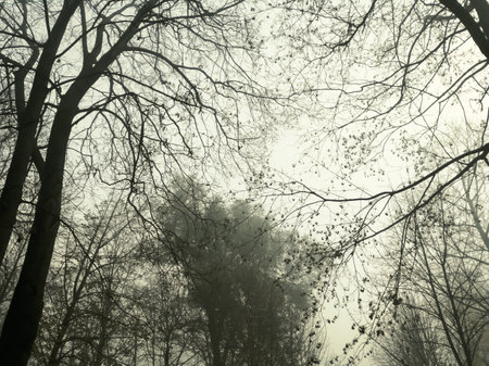 View of the crown of trees through the fog. Trees through the fog. The crown of autumn trees through the fog. Trees with bare branches in the fog.の写真素材