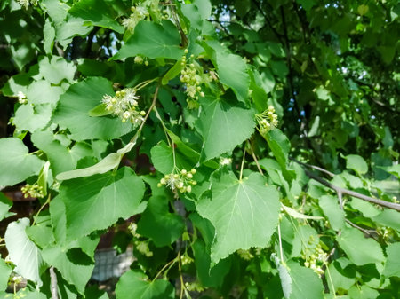 Linden blossoms. Linden in flowers. Useful flowers of linden tree. Traditional medicine - flowers of the linden tree.の写真素材