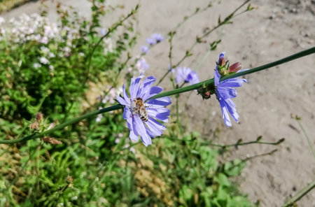 Blue flower on a green flower bed. Purple flowers with a blue tint on the background of greenery. One purple bud.の写真素材