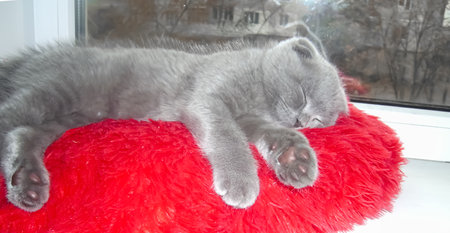 The kitten of the British Fold is lying on a pillow on the windowsill. The kitten sleeps on the window. The gray kitten is sleeping.の写真素材