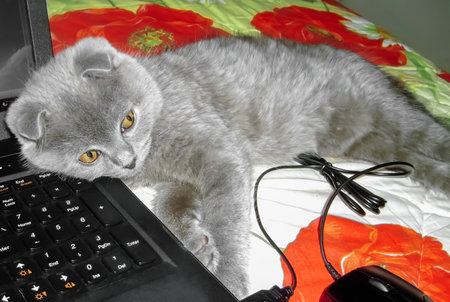 Kitten and laptop. Scottish Fold kitten. A gray kitten sleeps next to a laptop.の写真素材