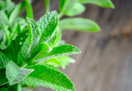 Green leaves of young mint. Leaves of lemon balm on the background of a wooden table. A young branch of peppermint.の写真素材