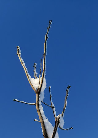 A tree branch is covered with snow against a blue sky. On a sunny day, tree branches are in the snow. A beautiful branch in the snow against the sky.の写真素材