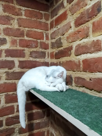 A white cat sleeps on a shelf in the corner of a brick wall. a green shelf where a cat sleeps. A cat sleeps in the corner of the room on a couch. the white cat is asleep.の写真素材