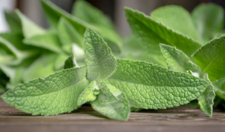 Green lemon balm on a wooden board. a plucked branch of mint on the table. A sprig of mint on a wooden table. Beautiful leaves green of fragrant lemon balm.の写真素材