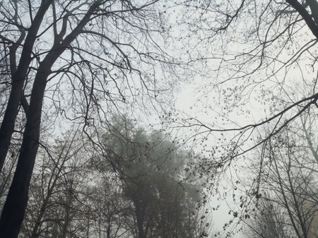 View of the bare branches of the trees from the bottom up. Autumn forest - view of the trees snizhu upwards. Through the branches of the trees you can see the sky - Halloween. Gloomy atmosphere.の写真素材