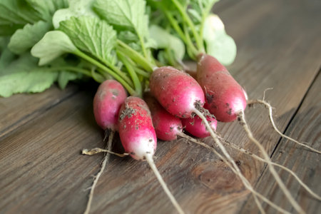 A bunch of radishes on a wooden table. The harvest of radishes is vegetables from the garden. young radish. Long radishes of pink color with greenery.の写真素材