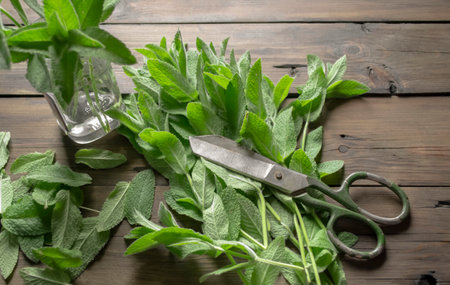 On the wooden table there are many branches of peppermint and scissors with a jar to make a bouquet. Bouquet of lemon balm with your own hands. Useful mint as a bouquet.の写真素材