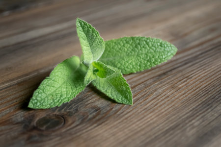 A sprig of mint on a wooden table. Green lemon balm on a wooden board. a plucked branch of mint on the table. Beautiful leaves green of fragrant lemon balm.の写真素材