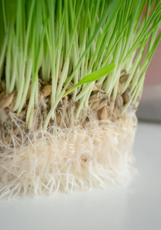 developed root system of greenery on the windowsill for animals.wheat root system for cats.Homemade grass on a cat garden.の写真素材