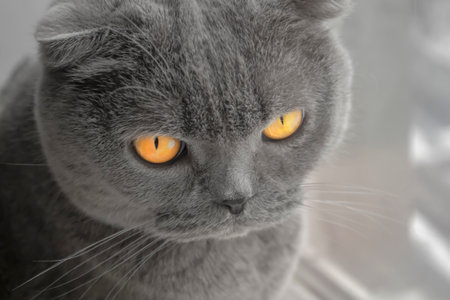 The orange eyes of a Scottish Fold cat. A beautiful Scottish Fold cat looks into the camera - close shooting.の写真素材