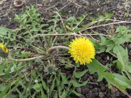 Yellow dandelion. A yellow dandelion grew in the spring. A beautiful dandelion grew in the garden. The large, yellow head of the flower.の写真素材