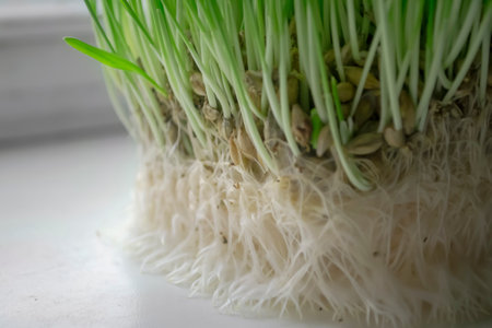 Homemade grass on a dog garden for cats. wheat root system for cats. developed root system of greenery on the windowsill for animals.の写真素材