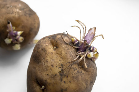 Sprouted potatoes on a white table. On a white background lies a potato with eyes. Potatoes for planting sprouted.の写真素材