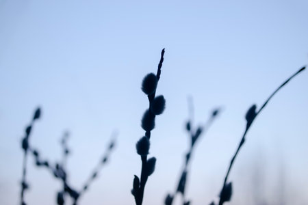 Soft willow buds in early spring against the sky background. On the against the sky are branches of a young goat willow - cats.の写真素材