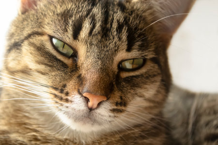 The head of a striped cat in close up. The cat's eyes are the focus on the nose. Beautiful cat syemka up close.の写真素材