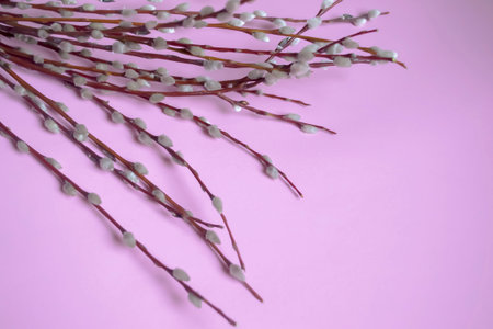 On a pink background lie willow branches with fluffy buds. Soft buds on willow branches - preparation for Easter. The beginning of spring is a willow with soft buds.の写真素材