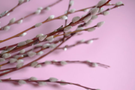 On a pink background lie willow branches with fluffy buds. Soft buds on willow branches - preparation for Easter. The beginning of spring is a willow with soft buds.の写真素材