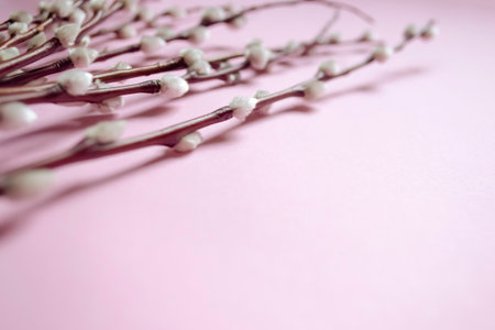 On a pink background lie willow branches with fluffy buds. Soft buds on willow branches - preparation for Easter. The beginning of spring is a willow with soft buds.の写真素材