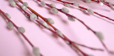 On a pink background lie willow branches with fluffy buds. Soft buds on willow branches - preparation for Easter. The beginning of spring is a willow with soft buds.の写真素材