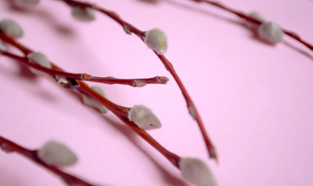 On a pink background lie willow branches with fluffy buds. Soft buds on willow branches - preparation for Easter. The beginning of spring is a willow with soft buds.の写真素材
