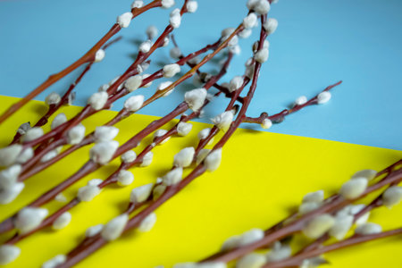 The symbolism of Ukraine is the flag and willow for Easter. Willow branches with fluffy buds on the background of the flag of Ukraine.の写真素材