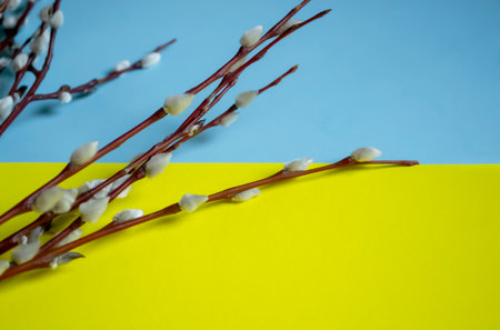 The symbolism of Ukraine is the flag and willow for Easter. Willow branches with fluffy buds on the background of the flag of Ukraine.の写真素材