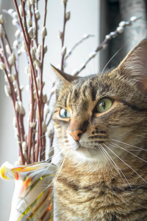 A striped cat on a window next to a bouquet of willows. Willow branches next to a beautiful cat is a close shot. A close-up of the cat's head is a willow in the background.の写真素材