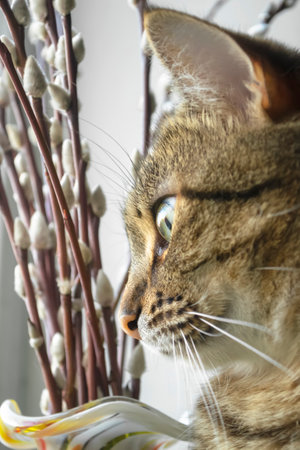 A close-up of the cat's head is a willow in the background. A striped cat on a window next to a bouquet of willows. Willow branches next to a beautiful cat is a close shot.の写真素材