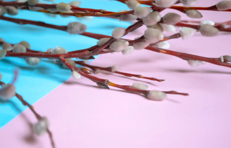 Willow branches with soft buds on a colored background. Spring plants - willow with buds on Easter. On a blue-pink background lie willow branches.の写真素材